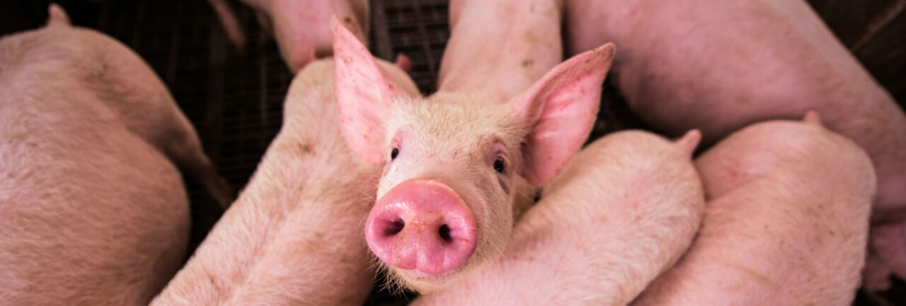 Filière porcine française : la compétitivité à quel prix ?