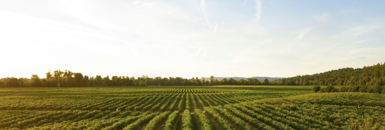 Vibe spécial municipales – Des recettes pour agir en faveur de la transition alimentaire