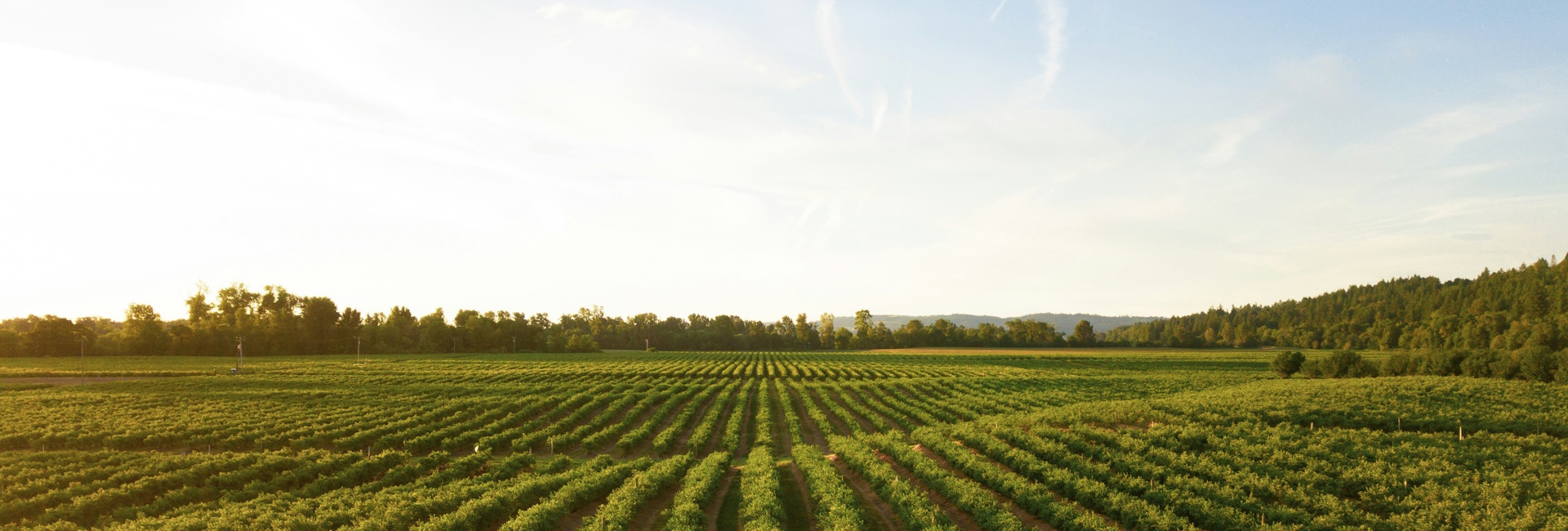 Vibe spécial municipales – Des recettes pour agir en faveur de la transition alimentaire