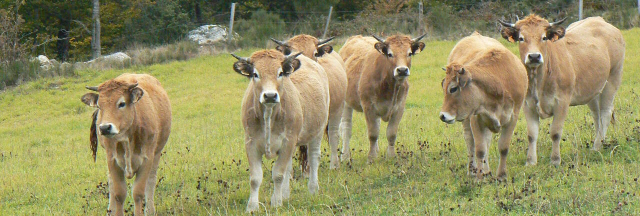 Un diagnostic de la filière bovin viande à l&rsquo;échelle du PNR de l&rsquo;Aubrac